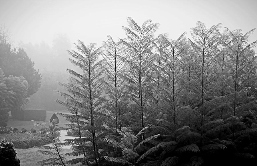 San Diego Morning Fog 1 Photograph by Robert Meyers-Lussier