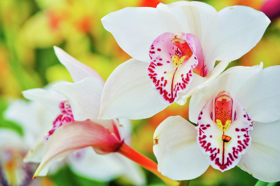 San Diego Orchids Photograph by Kyle Hanson - Fine Art America