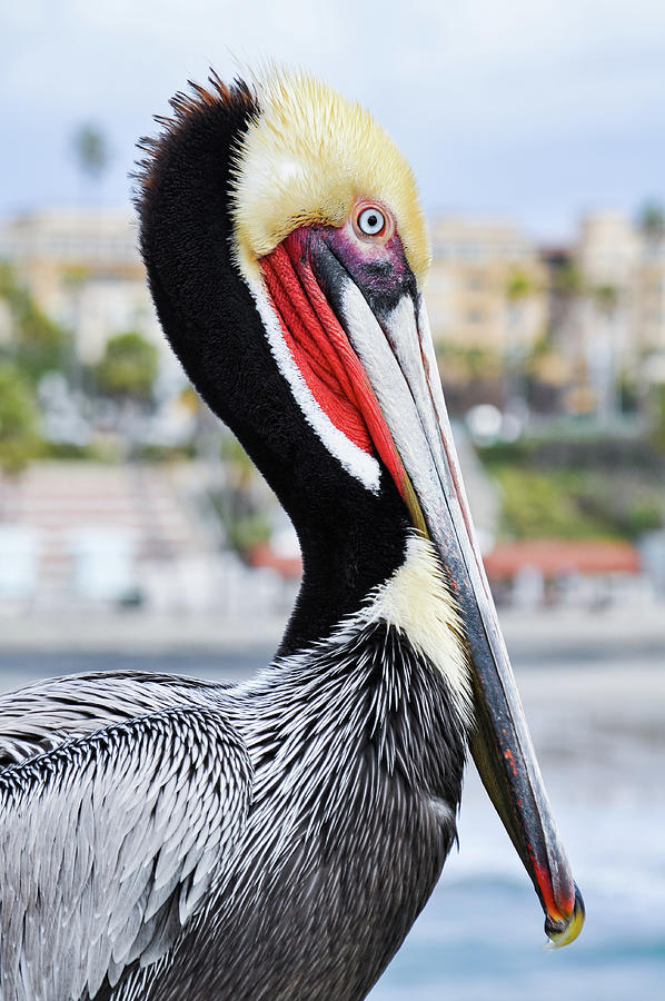 San Diego Pelican Photograph by Kyle Hanson