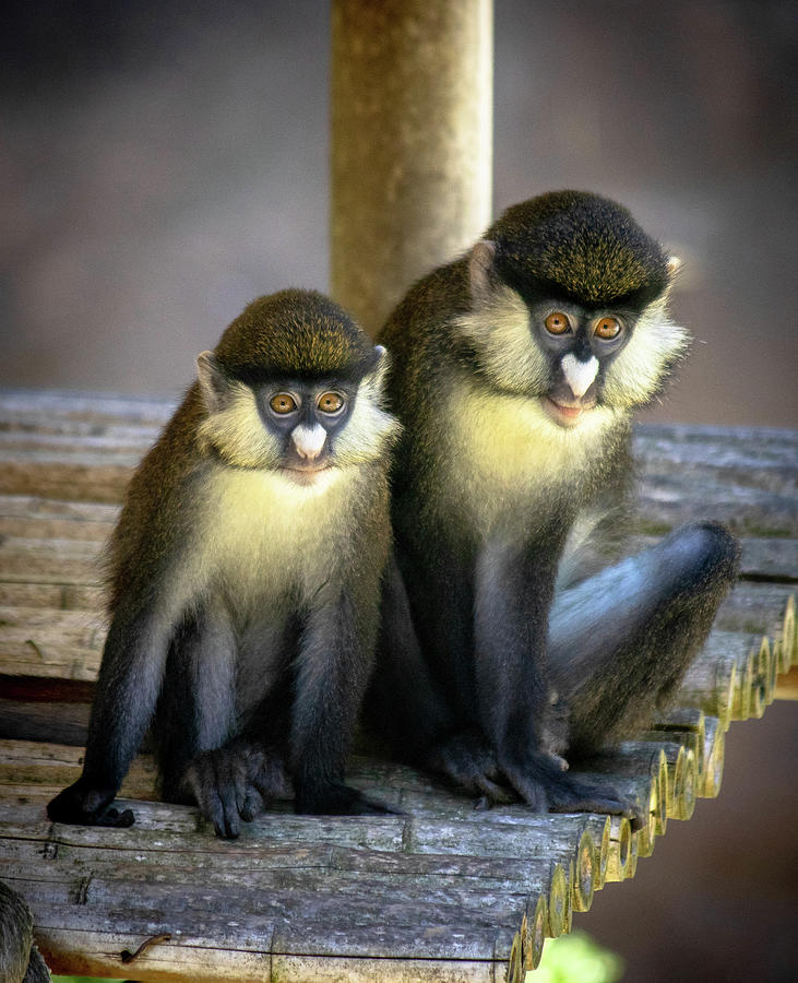 San Diego Zoo Red Tailed Monkeys Photograph by Terry Finegan - Pixels