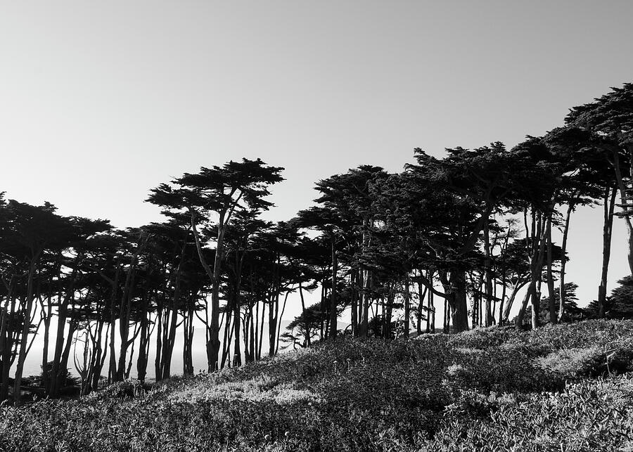 Black And White Photograph - San Francisco Cypress Line by Tori Tateishi