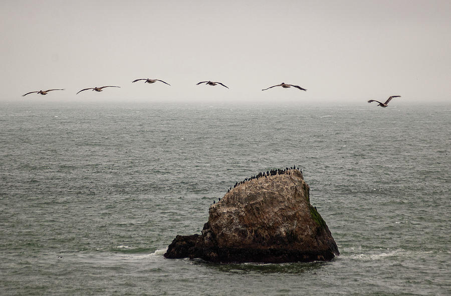San Francisco Lands End Pelicans and Rock Photograph by Steven Richman