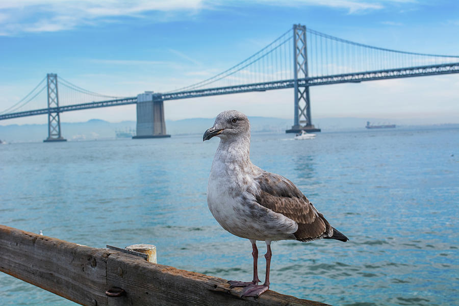 San Francisco Oakland Bay Bridge Photograph by Kyle Hanson