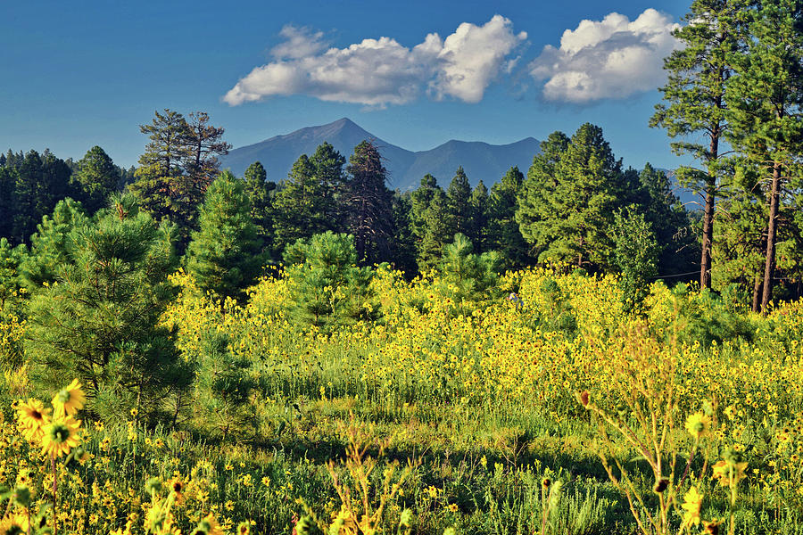 San Francisco Peaks and Sunflower Patch, Flagstaff Photograph by Chance Kafka