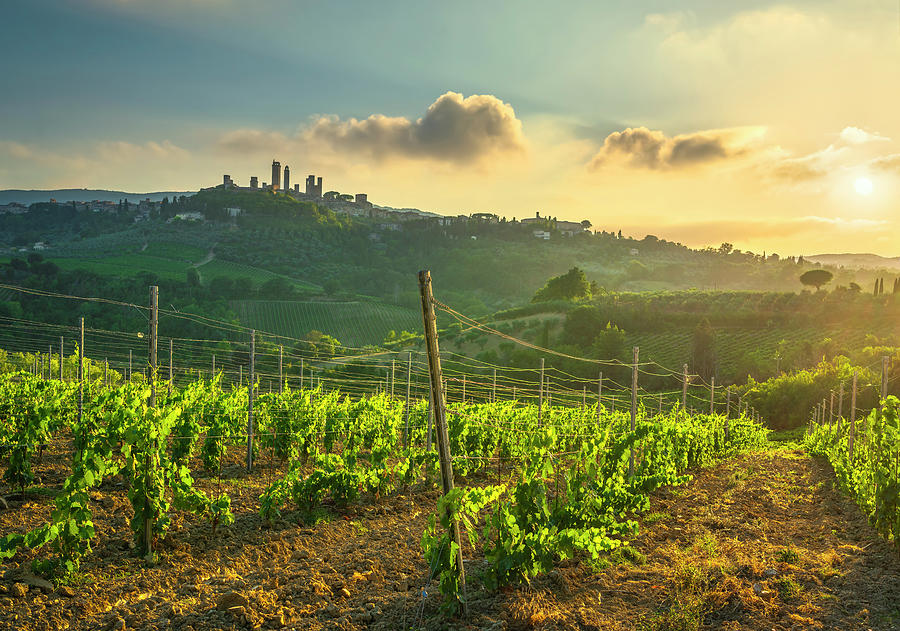 San Gimignano Vernaccia wine vineyards Photograph by Stefano Orazzini