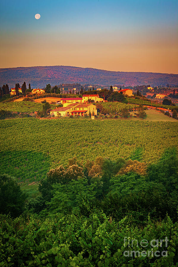San Gimignano Vineyards Photograph