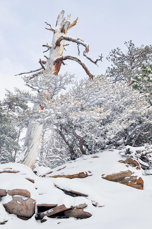 San Jacinto December Wilderness Photograph by Kyle Hanson