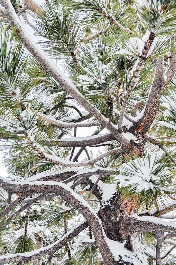 San Jacinto Pine Branches Winter Wilderness Photograph by Kyle Hanson