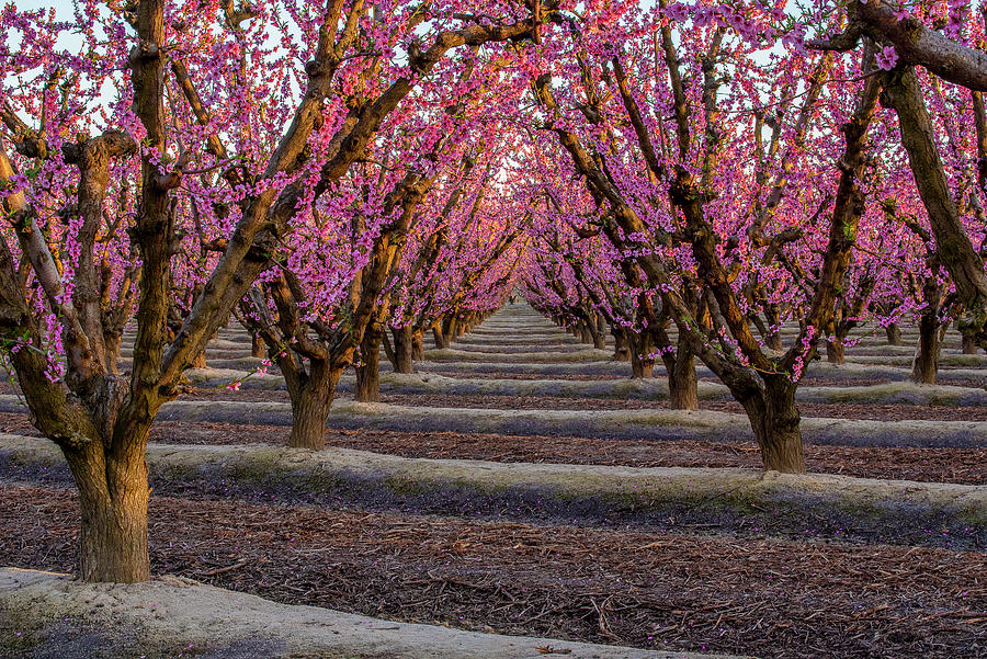 San Joaquin Valley Fruit Blossoms at Sunset Photograph by Doug Holck