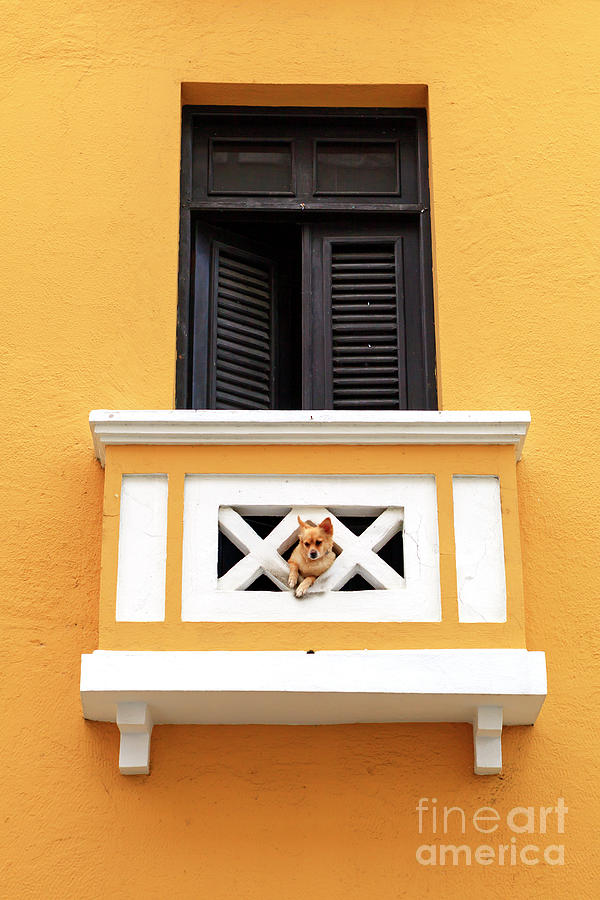 San Juan Dog Watching in Puerto Rico Photograph by John Rizzuto