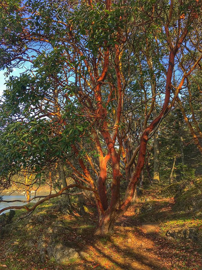 San Juan Island Madrone Tree Photograph by Jerry Abbott