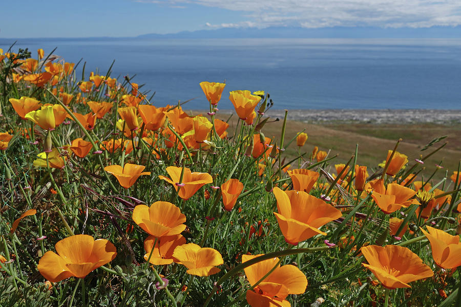San Juan Island Wildflowers Photograph by Dan Sproul