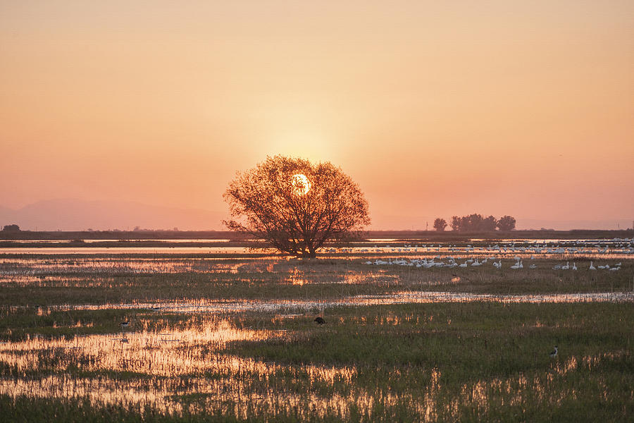 San Luis National Wildlife Refuge Photograph by Art Block Collections