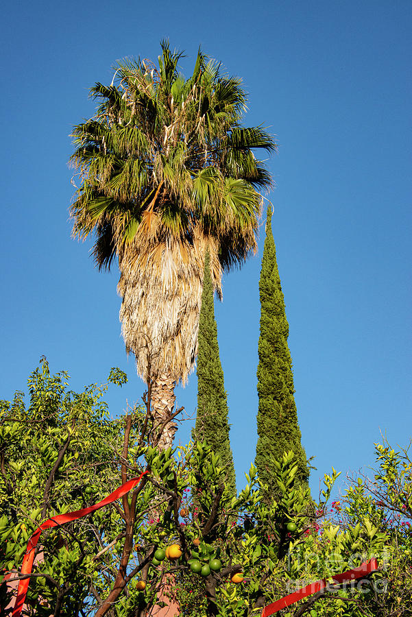 San Miguel de Allende Tree Variety Photograph by Bob Phillips