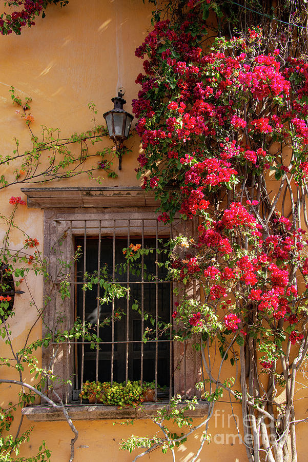 San Miguel Flower Shaded Window Photograph by Bob Phillips