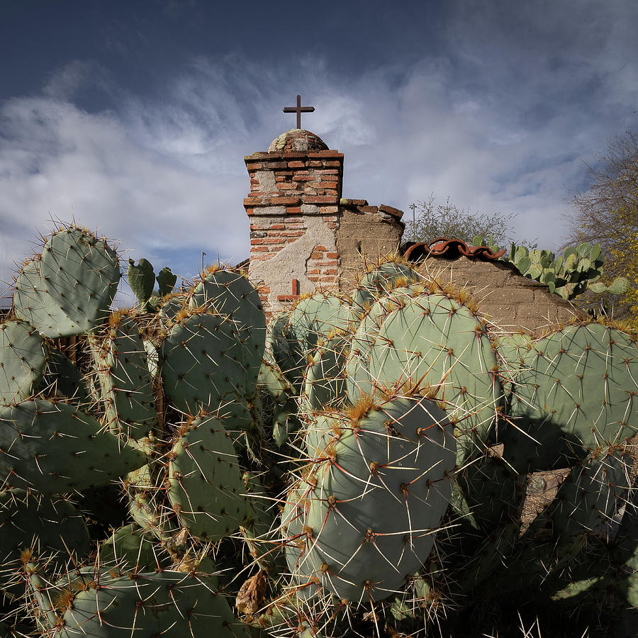 Cactus at San Miguel Mission Photograph by Lars Mikkelsen