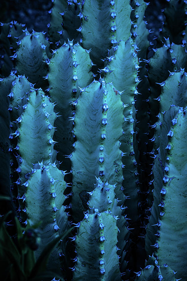 San Pedro Cactus in Blue Photograph by Linda Unger