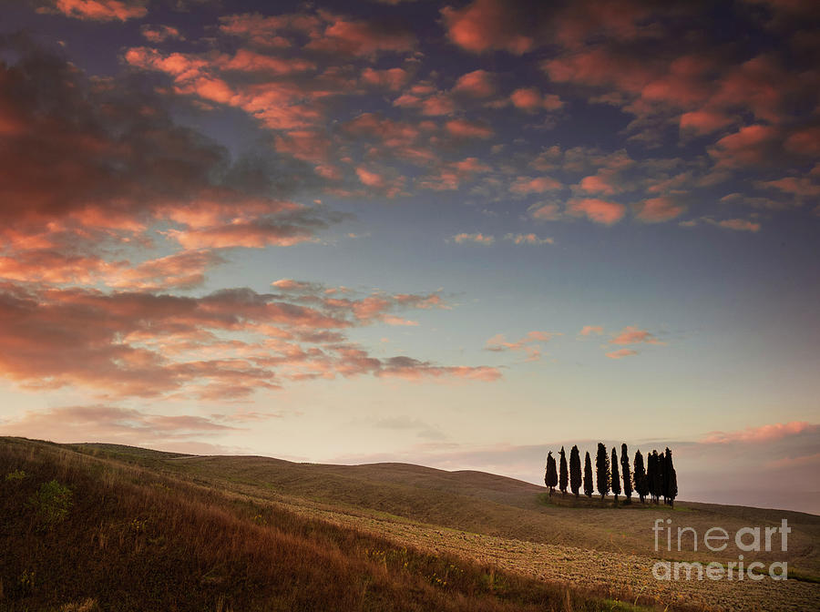 San Quirico dOrcia - Group of cypress trees in ploughed field at sunset, Tuscany, Italy Photograph by Neale And Judith Clark