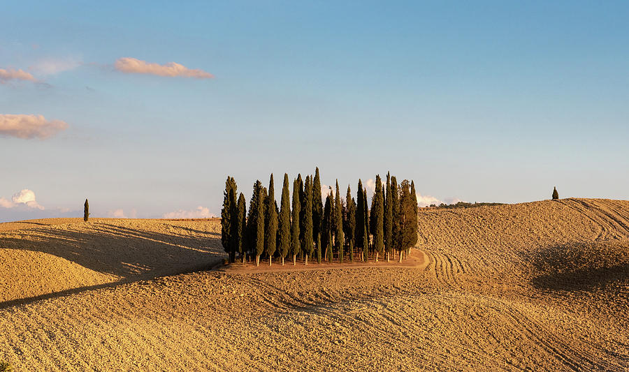San Quirico famous group of cypress trees in Tuscany,  Photograph by Eleni Kouri