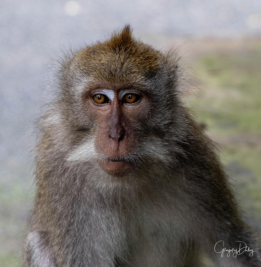 Sanctuary Monkey Photograph by Gregory Daley  MPSA
