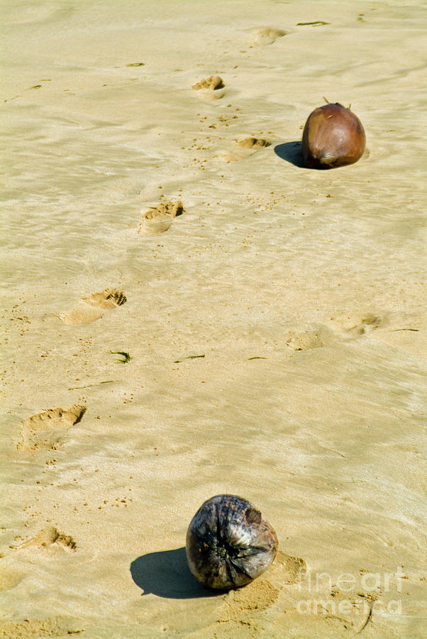 Sand and Coconuts Photograph by David Zanzinger