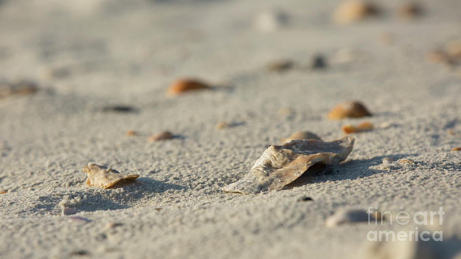 Sand and shells Photograph by Agnes Caruso