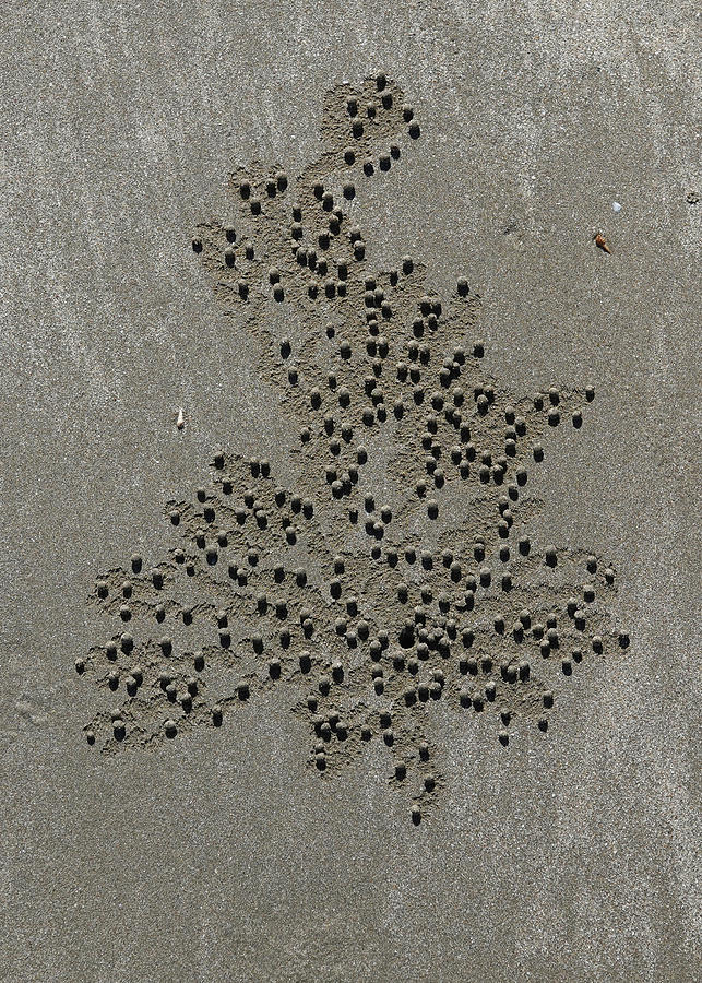 Sand Art Series - Crab Art 3 Photograph by Maryse Jansen