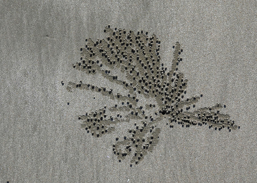 Sand Art Series - Crab Art 4 Photograph by Maryse Jansen