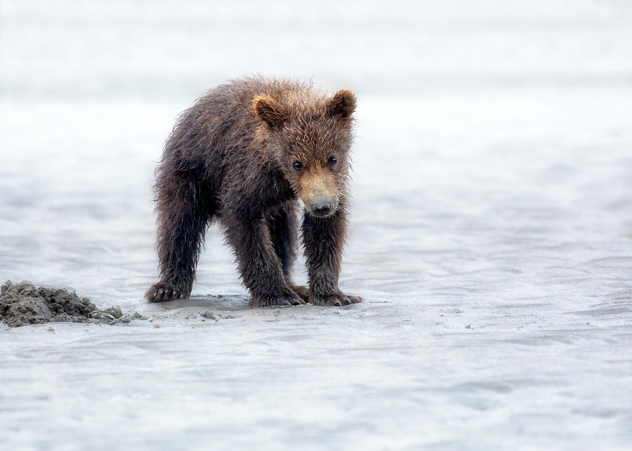 Sand Bear Photograph by Memoriee Sconce - Fine Art America