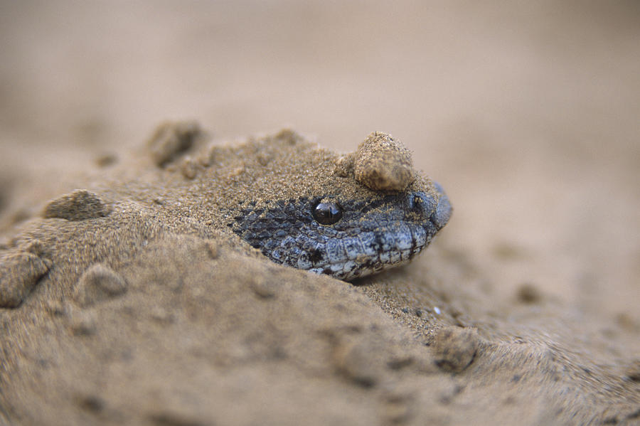Sand Boa Hiding in Sand Photograph by Theo Allofs