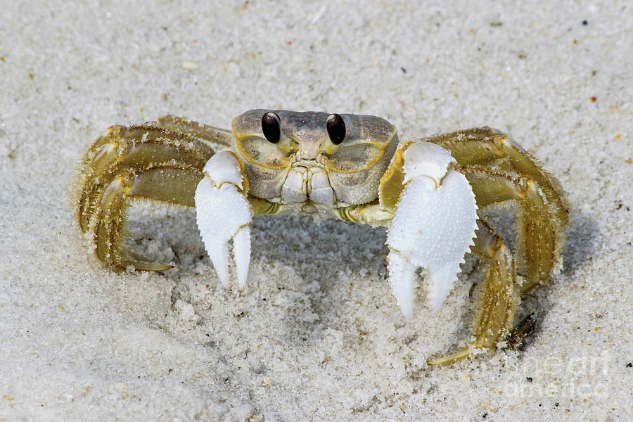 Sand Crab on the Beach Photograph by Beachtown Views