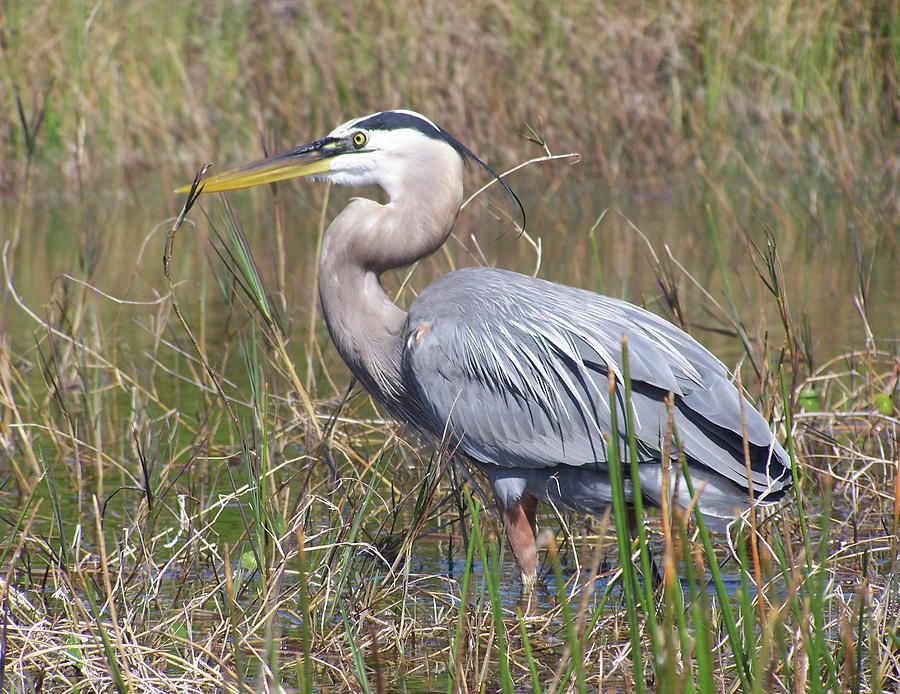 Sand Crane Photograph by Lyle Manring