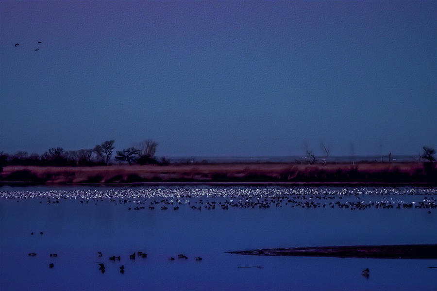 Sand Creek Bay Dawn With the Birds Photograph by Debra Martz