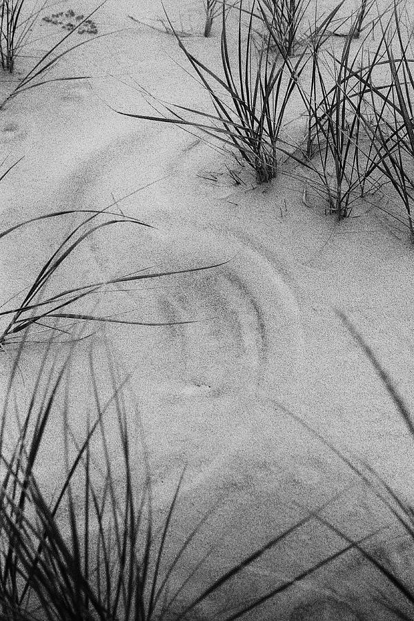 Sand Design Drawn by Grass and Wind, Island Beach State Park, NJ Photograph by Stephen Russell Shilling