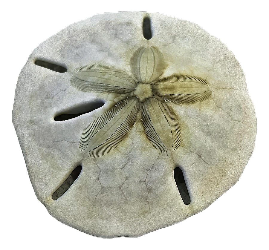 Sand Dollar Beachcombing Photograph by Bill Swartwout