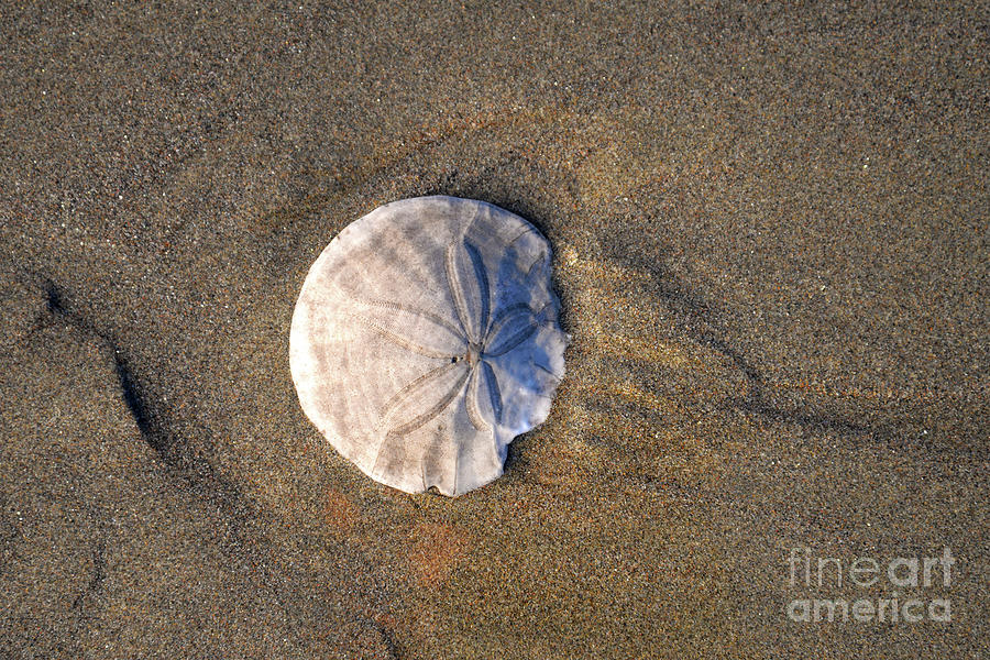 Sand Dollar in the Sand Photograph by Denise Bruchman