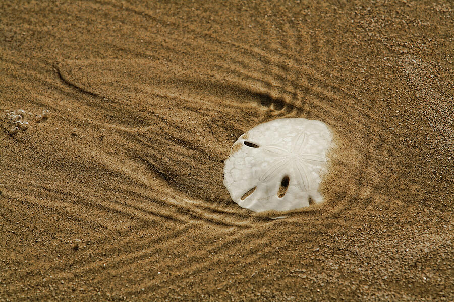 Sand Dollar in the Surf Digital Art by Brad Barton