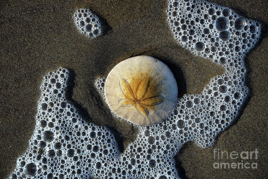 Sand Dollar in the Surf Photograph by Denise Bruchman