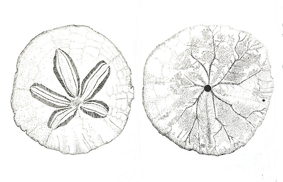 Sand Dollar Drawing Learn how to draw sand dollar pictures using