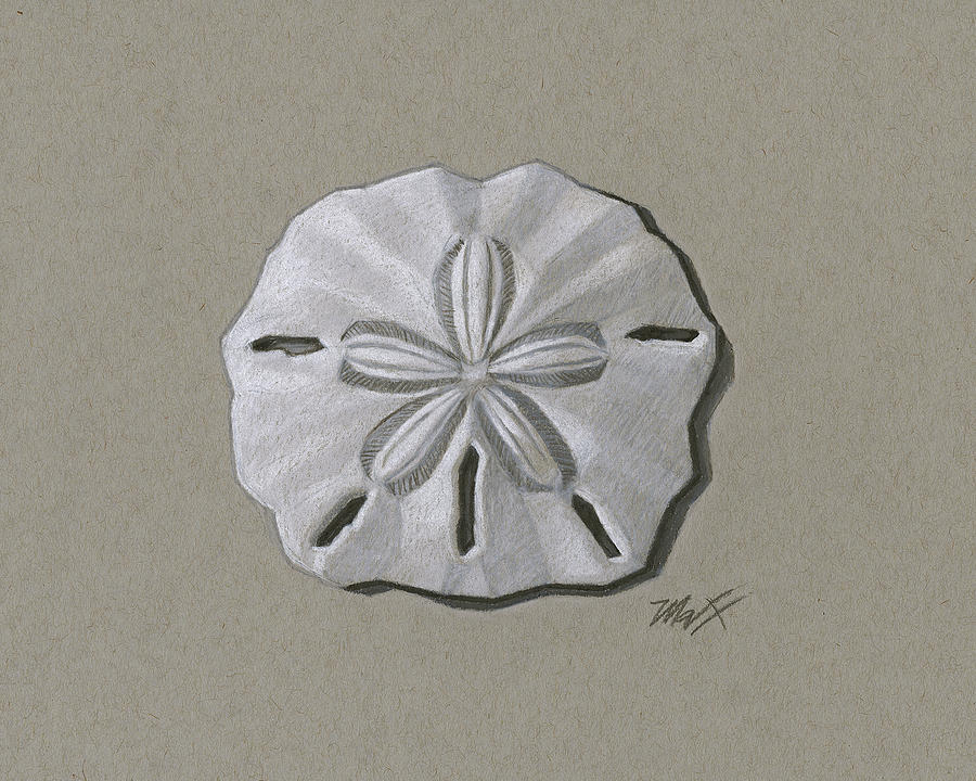 Sand Dollar Drawing by Maxx James