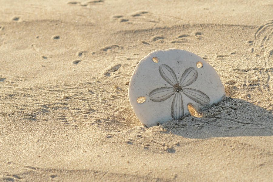 Sand Dollar On Baja Beach Photograph By Kirk Hewlett | Fine Art America