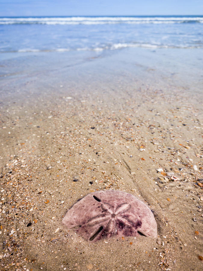 Sand Dollar on the Beach, Amelia Island, Florida Photograph by Dawna Moore Photography