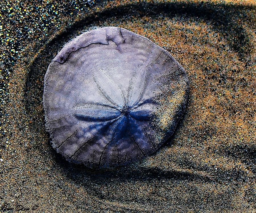 Sand Dollar Photograph by Rene Dion - Fine Art America