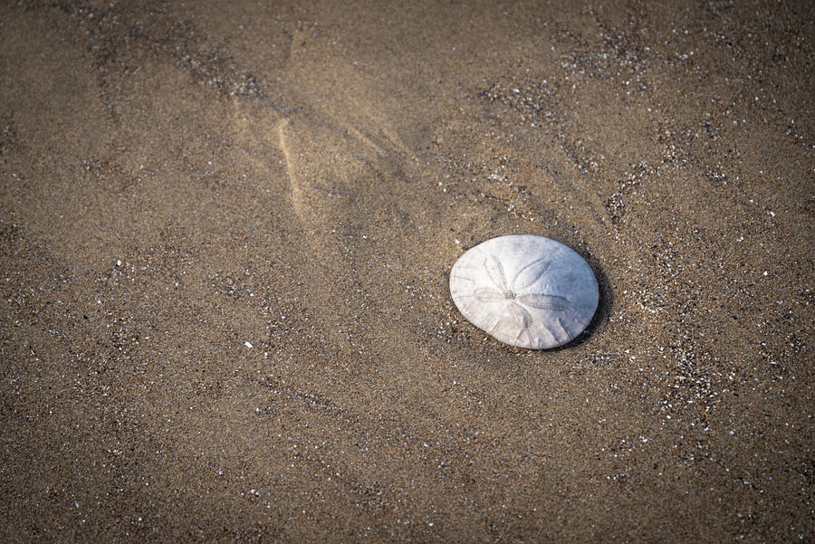 Sand Dollar Photograph By Steven Clark - Fine Art America