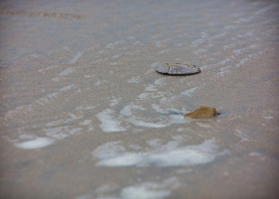 Sand Dollar Photograph by Bill Chizek