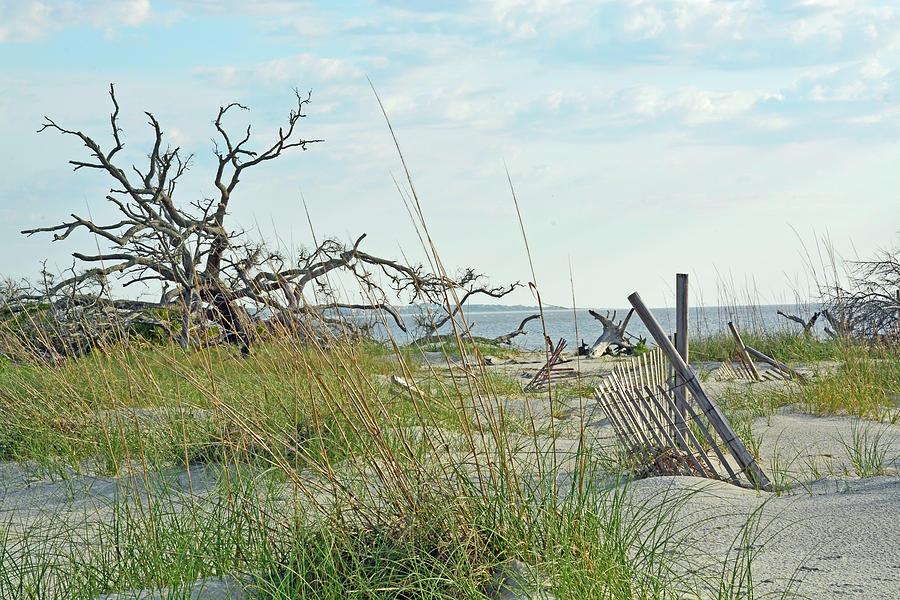 Sand Dune Fence and Lone Tree Jekyll Island Photograph by Bruce Gourley