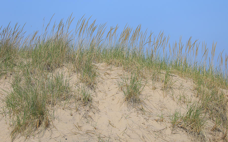 Sand Dune Grasses Photograph by Dan Sproul