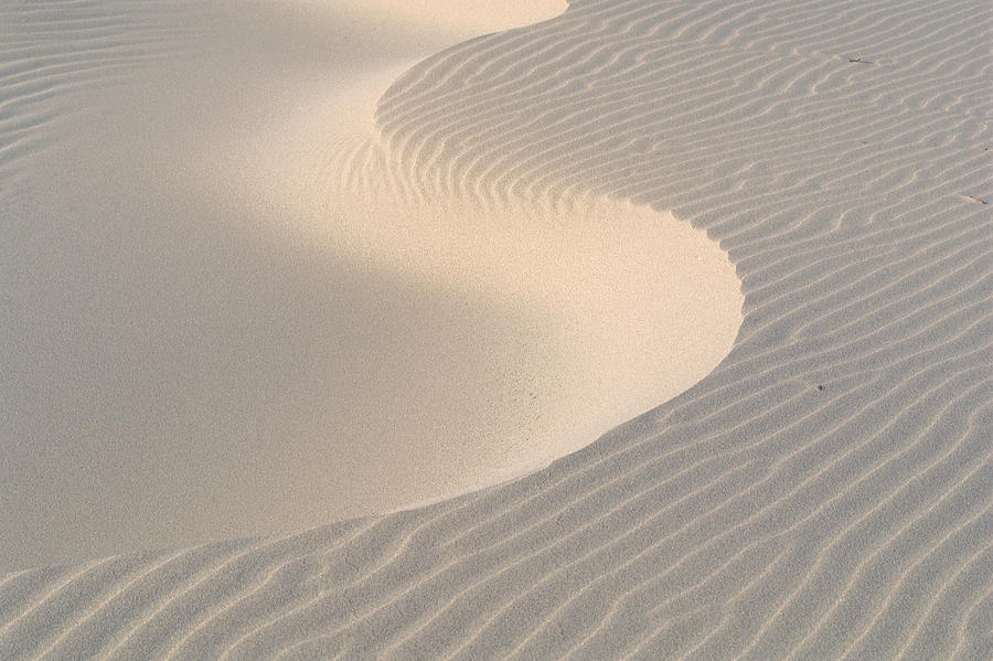 Sand dune on beach of Oregon coast Photograph by Comstock