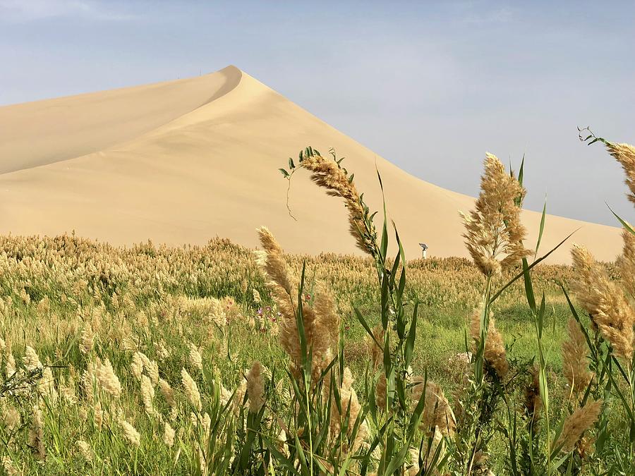 Sand Dune Photograph by Penny Hansen | Fine Art America