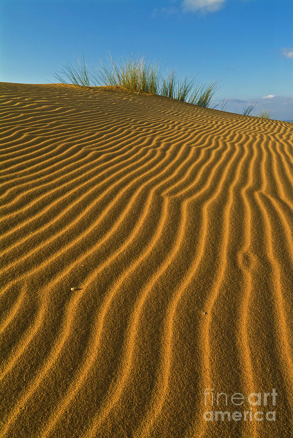 Sand dune ripples and marram grass, Carrapateira, Algarve, Portugal Photograph by Neale And Judith Clark